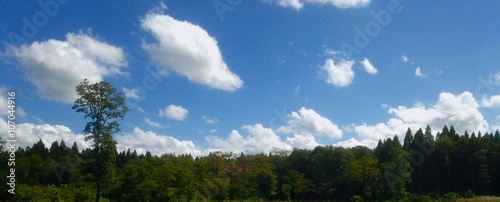 blue sky and green forest