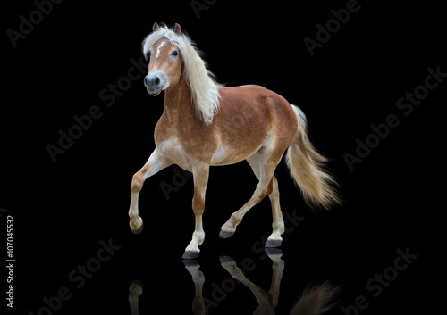 isolate of a yellow horse go on the black background