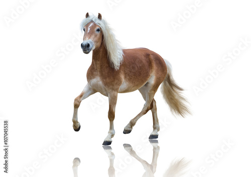Fototapeta Naklejka Na Ścianę i Meble -  isolate of a yellow horse go on the white background