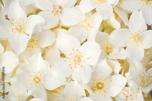 Jasmine flowers, close up