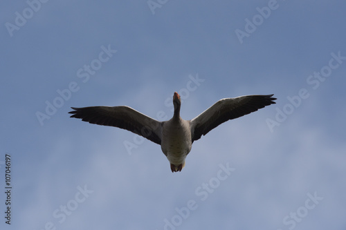 Greylag Goose  goose