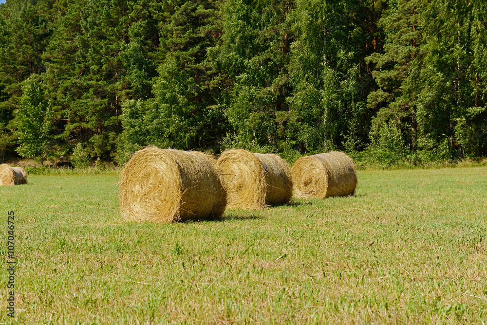 Dry rolled stacks at the field