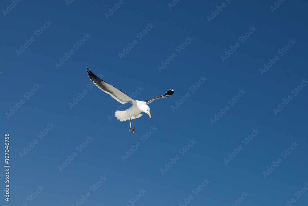 Fototapeta premium Gabbiano in volo