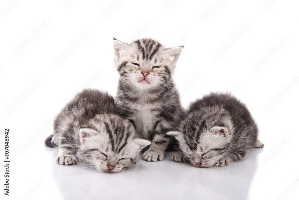 Cute tabby kittens sleeping on white background