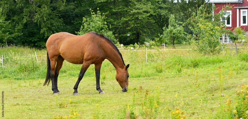 Obraz premium Horse on meadow