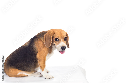 Beagle on white background photo