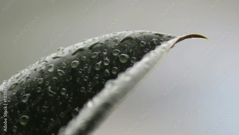 Rain falling on the leaves of the rubber