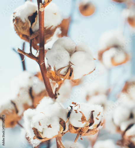 Cotton crop landscape with copy space area