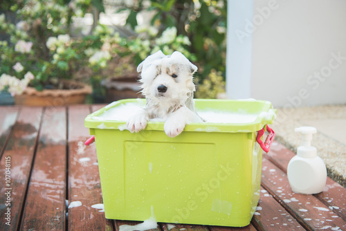 Fototapeta Naklejka Na Ścianę i Meble -  Blue eyes siberian husky  puppy taking a Bath