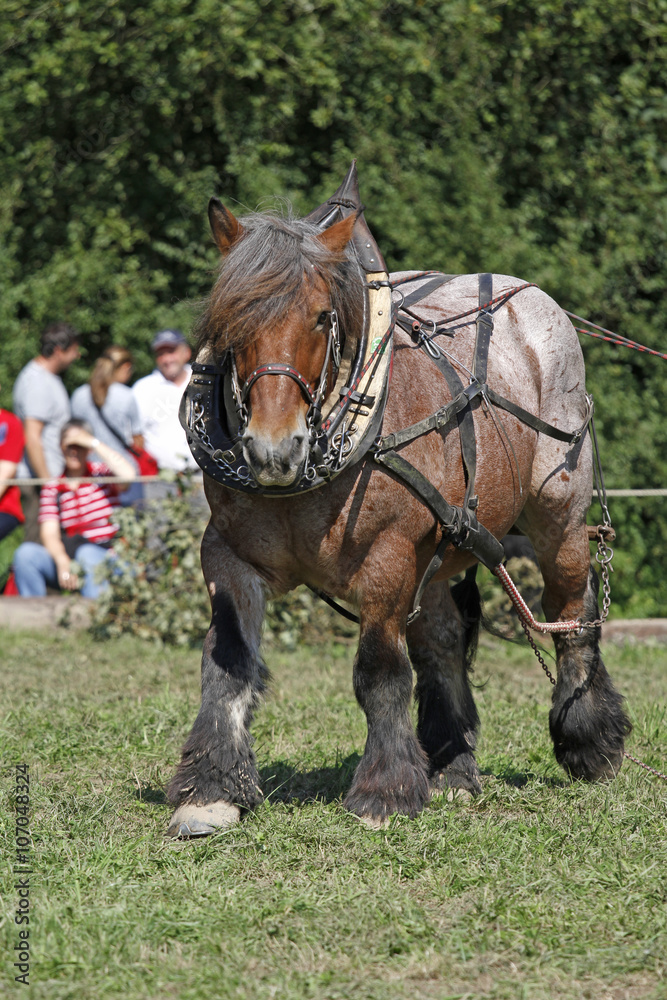 Kaltblüter beim Wettbewerb Kaltblüter beim Wettbewerb