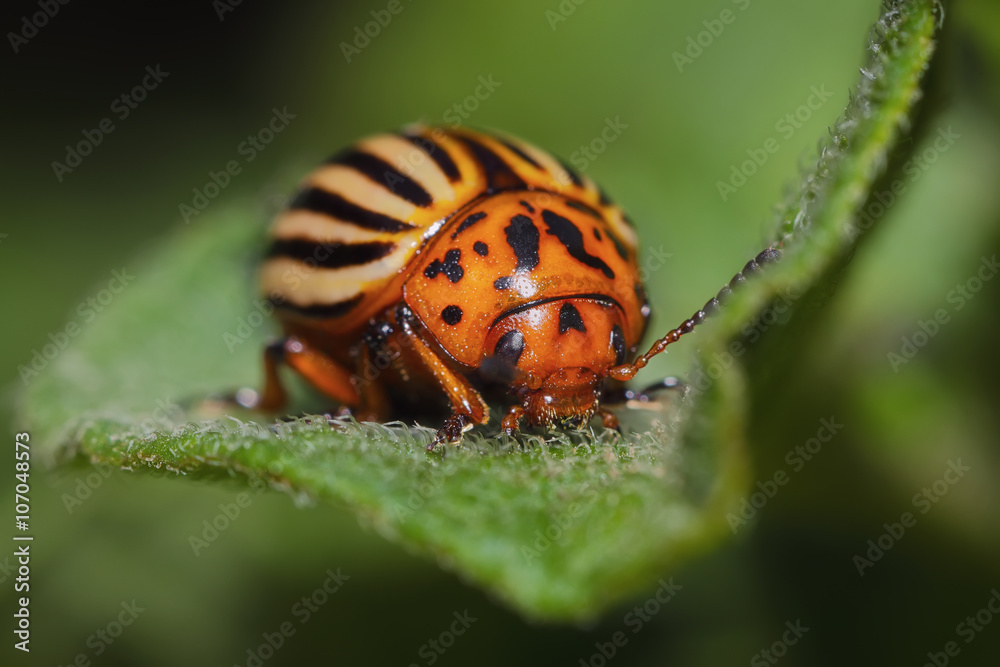 Fototapeta premium The Colorado potato beetle (Leptinotarsa decemlineata)