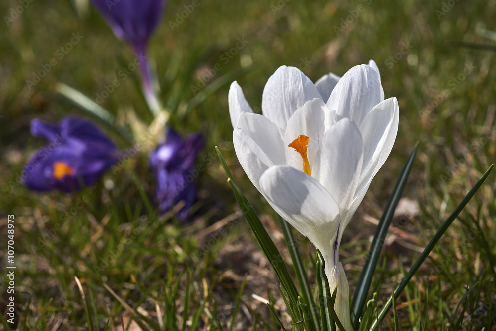 Spring flowers. Blooming crocuses in mountains. Glade primroses. Solar landscape. Nature Spring flowers. Blooming crocuses in mountains. Glade primroses. Solar landscape. Nature
