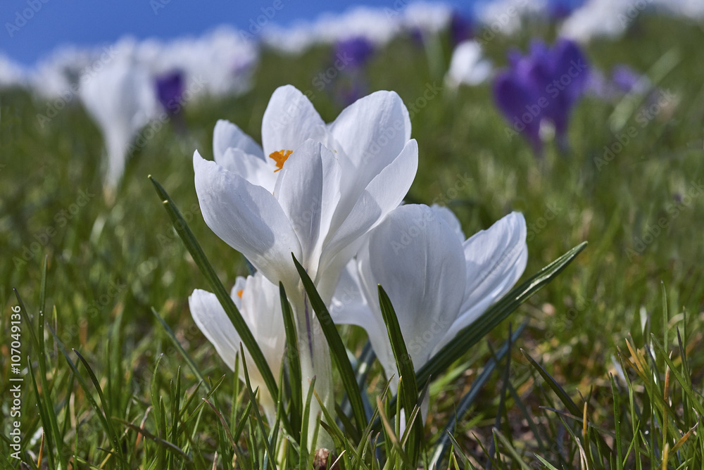 Spring flowers. Blooming crocuses in mountains. Glade primroses. Solar landscape. Nature Spring flowers. Blooming crocuses in mountains. Glade primroses. Solar landscape. Nature