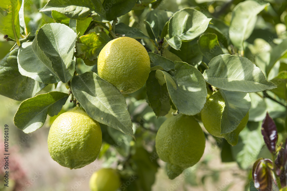 Limonero con limones en huerto ecológico. España