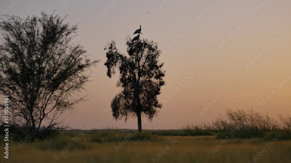stork bird on a tree background sunset stork bird on a tree background sunset