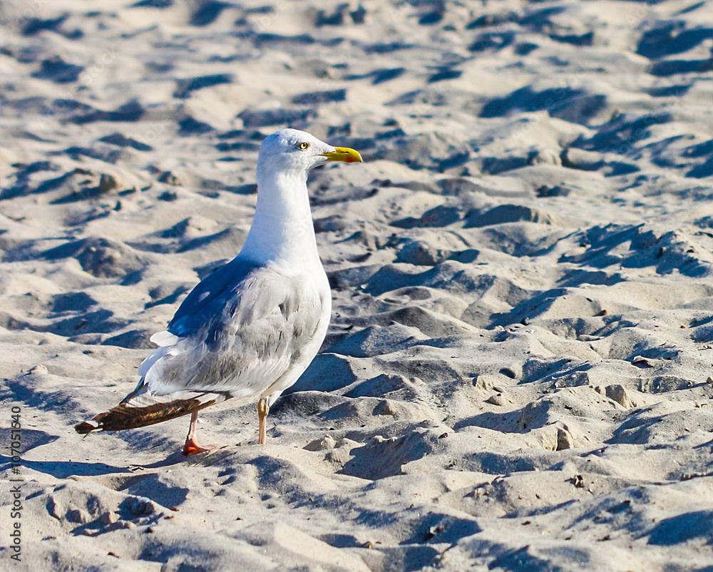 Fototapeta premium Seagull