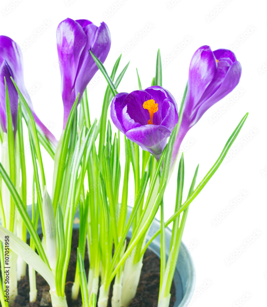 Purple crocus flowers