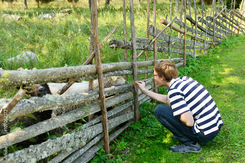 Young man feeds sheep © valeriyap