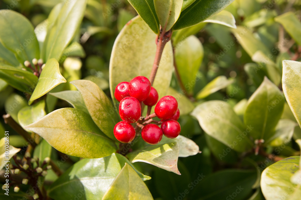 Obraz premium Skimmia berries
