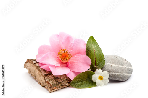 Stones and trunk whit flower