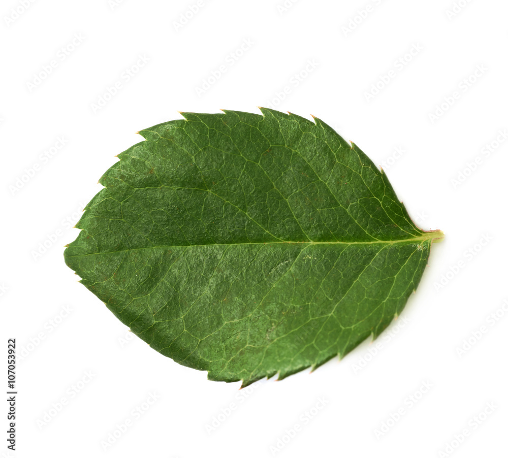 Obraz premium Single green rose leaf isolated