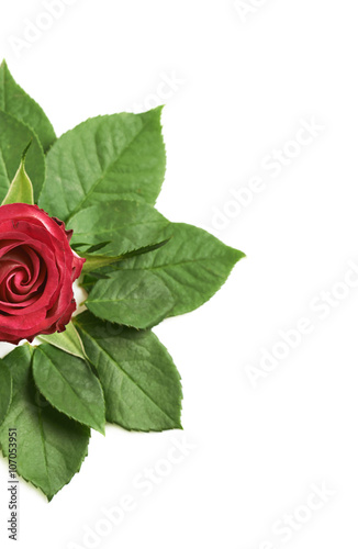 Rose bud surrounded with leaves