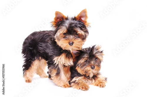 Two Yorkshire terrier puppy