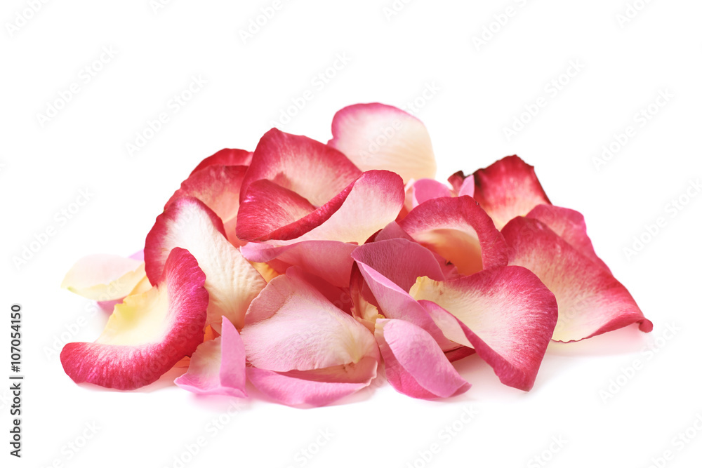 Pile of multiple rose petals Pile of multiple rose petals