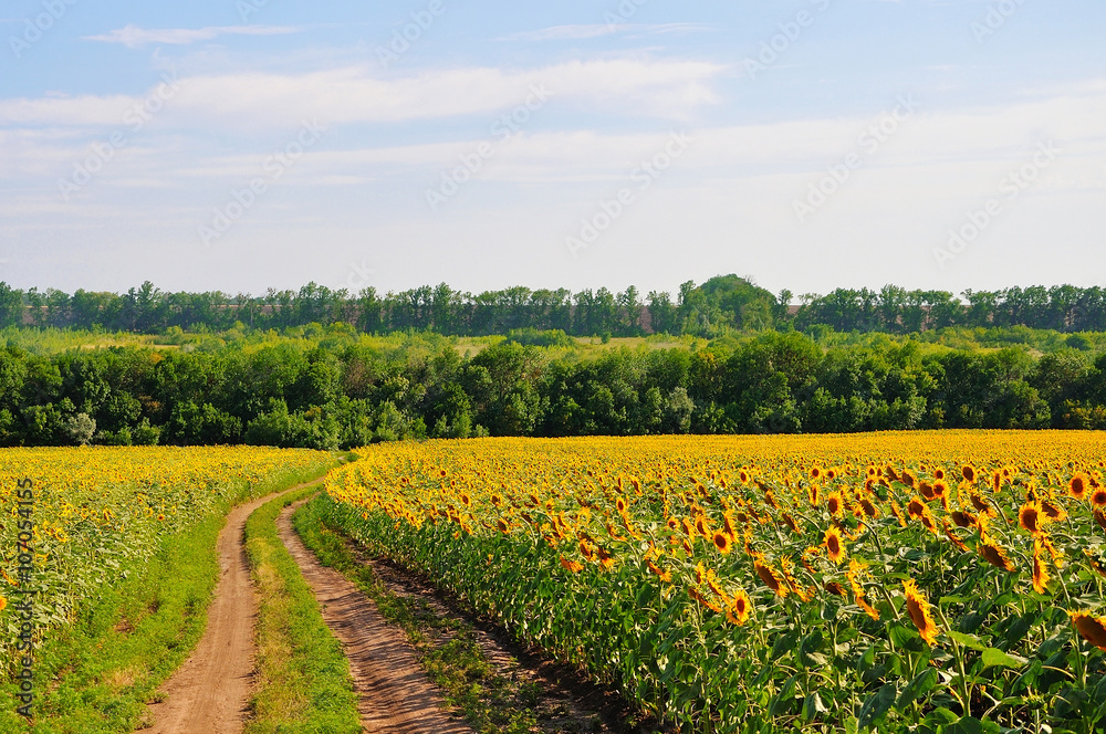 Landscape with a dirt road in sunflower fields