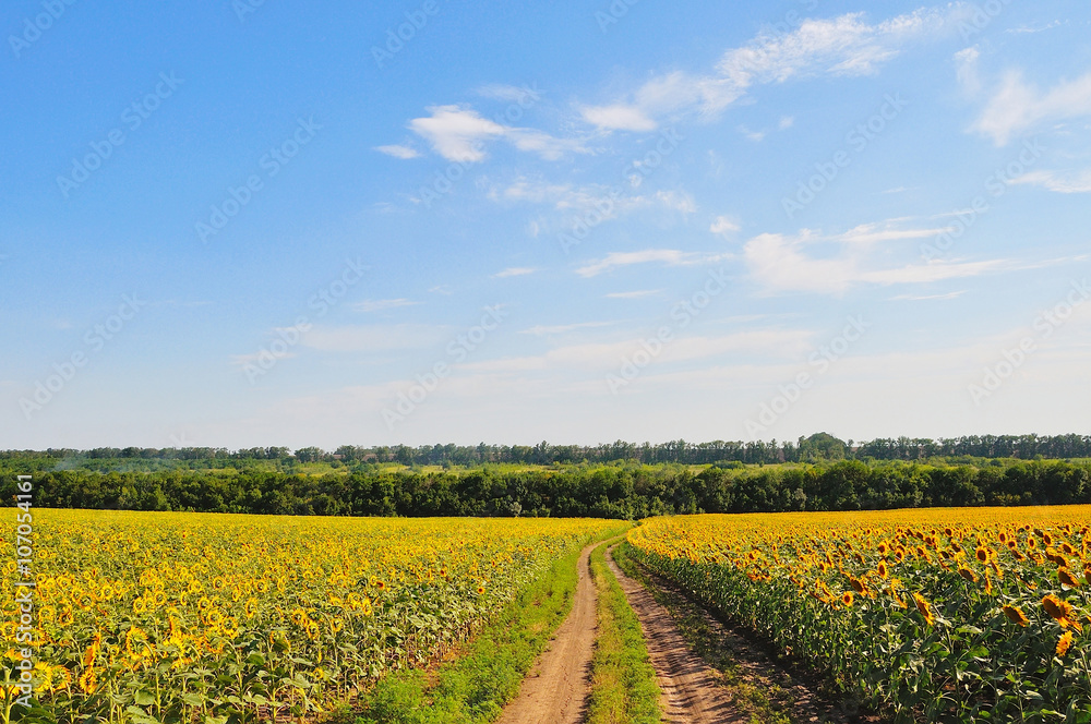 Landscape with a dirt road in sunflower fields