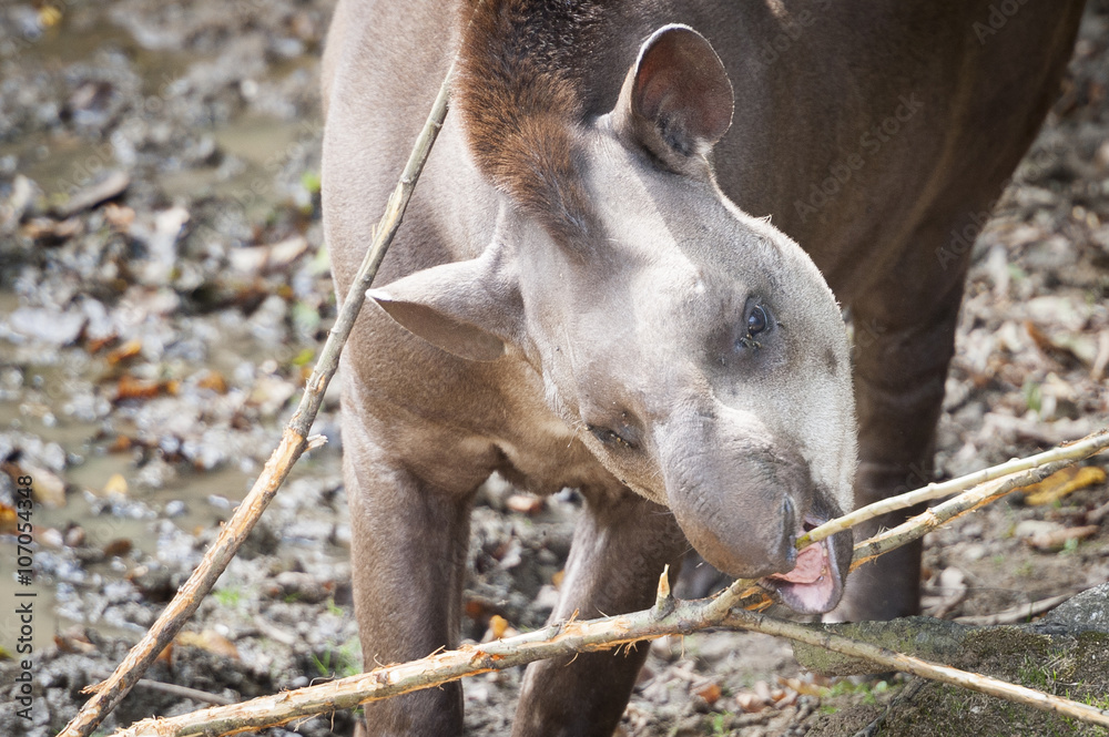 Fototapeta premium Portrait de tapir terrestre en train de macher