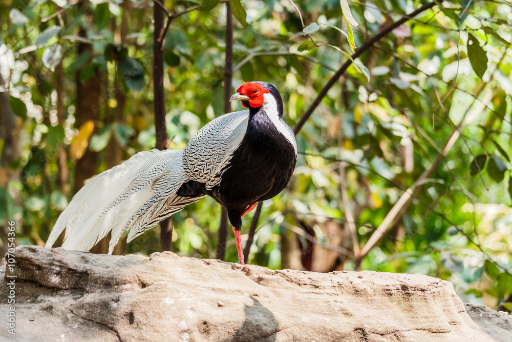 Fototapeta premium Male silver pheasant