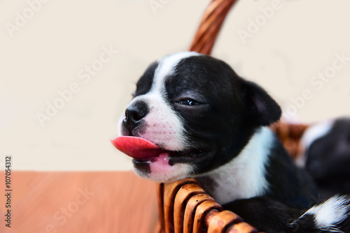 Fototapeta Naklejka Na Ścianę i Meble -  boston terrier puppy dog in basket