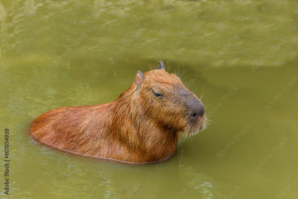 Capybara (hydrochoerus hydrochaeris) Capybara (hydrochoerus hydrochaeris)
