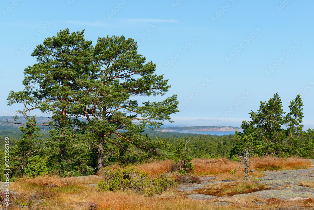 Fototapeta premium Pine tree at sunset. Geta, Aland Islands, Finland