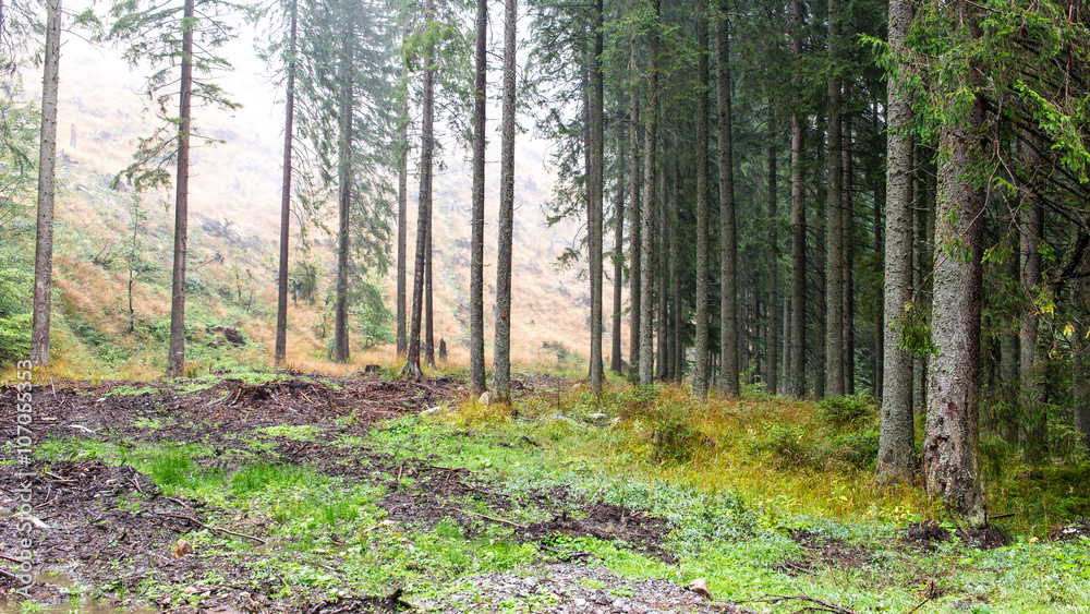 fir trees on a meadow down the will to coniferous forest in fogg fir trees on a meadow down the will to coniferous forest in fogg