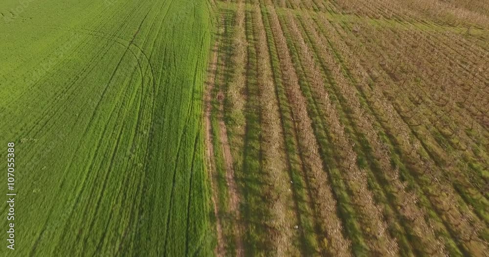 Large fruit plantations and beautiful green fields. Aerial drone camera, flight over rows of orchards and meadows. Blooming young fruit trees. Agricultural Industrial Complex