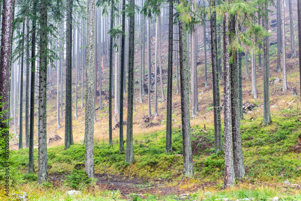 fir trees on a meadow down the will to coniferous forest in fogg fir trees on a meadow down the will to coniferous forest in fogg