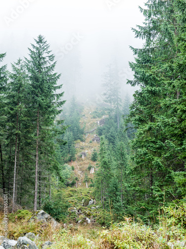 trees in beautiful forest in autumn