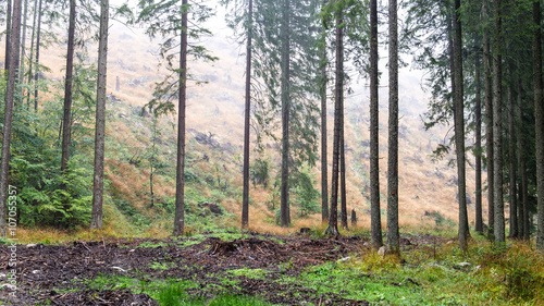 fir trees on a meadow down the will to coniferous forest in fogg