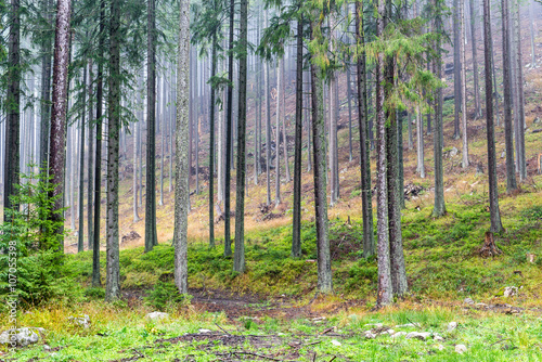 fir trees on a meadow down the will to coniferous forest in fogg