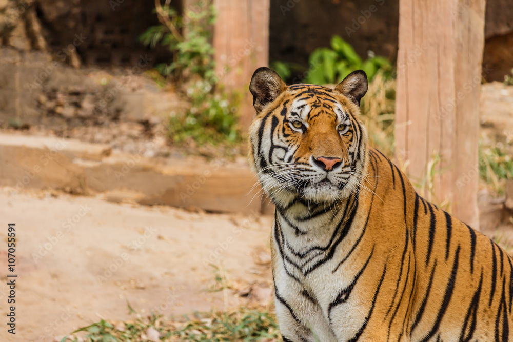 Fototapeta premium An Indian tiger in the wild. Royal, Bengal tiger