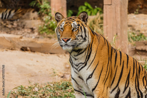 An Indian tiger in the wild. Royal  Bengal tiger