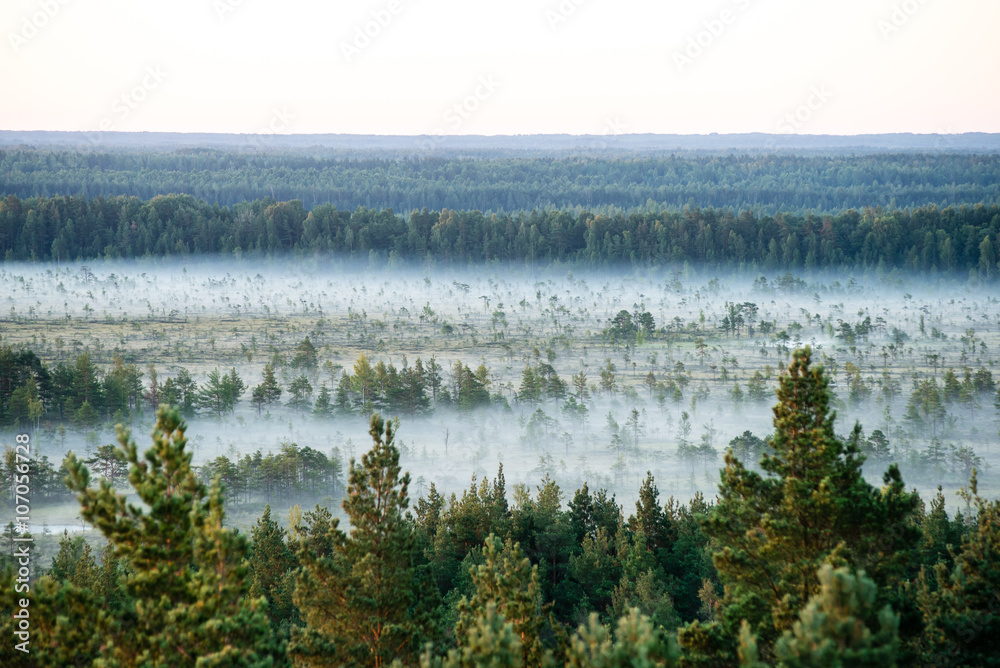 fir trees on a meadow down the will to coniferous forest in fogg