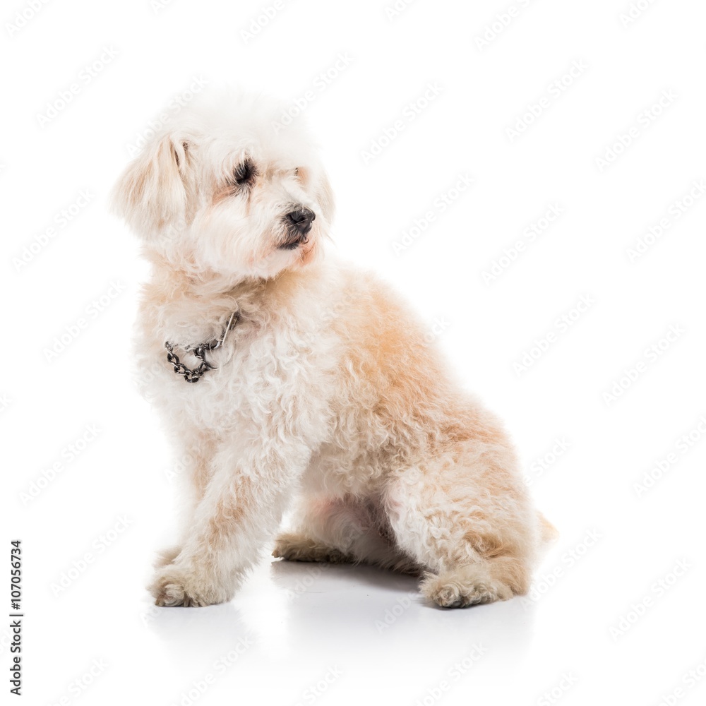 Obraz premium Small white dog