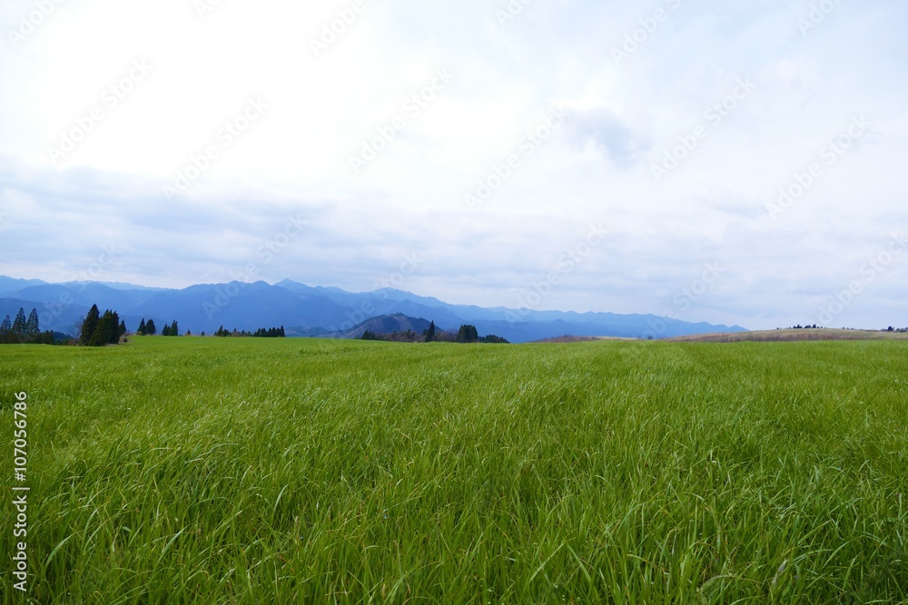 阿蘇の草原