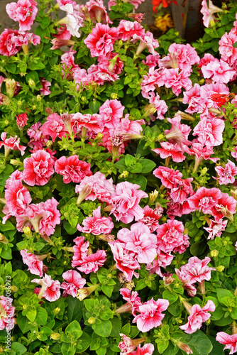 Pink petunia flowers