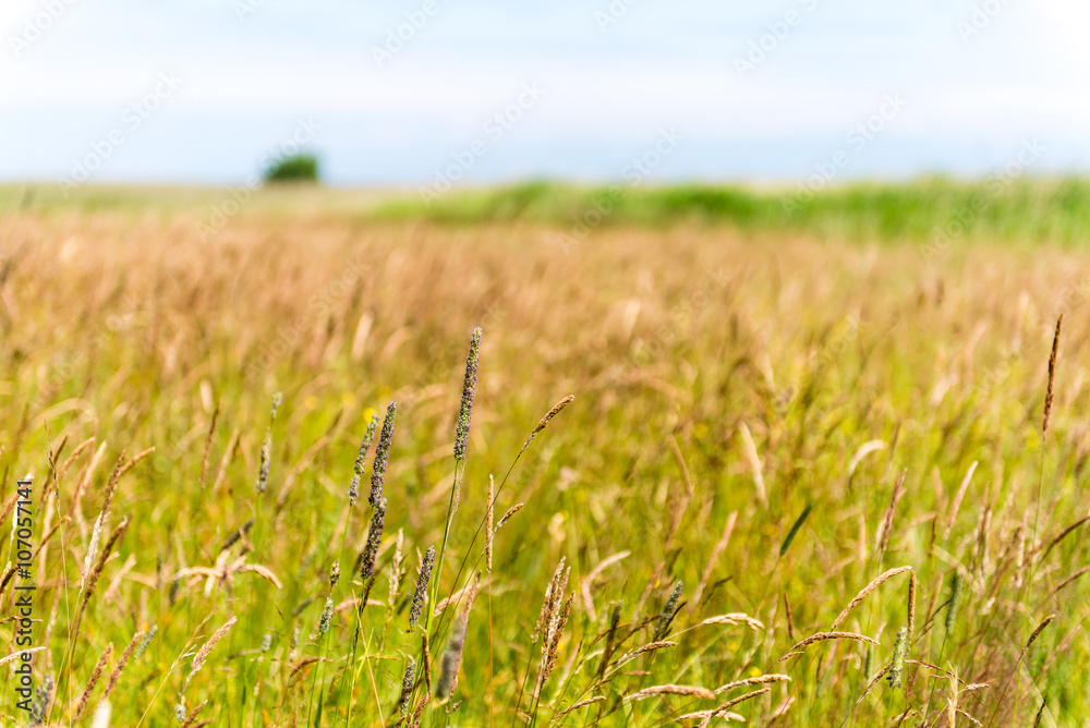 Green grass meadows and fields landscape in a sunny day
