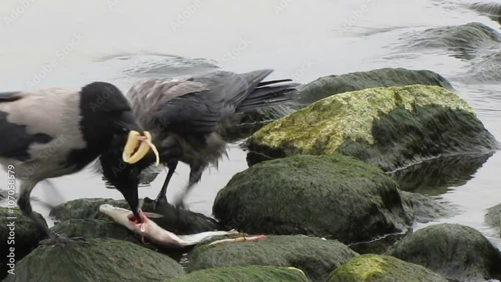 Raw Fish Innards Birds finding and eating innards of a fish. They are standing on stones ...