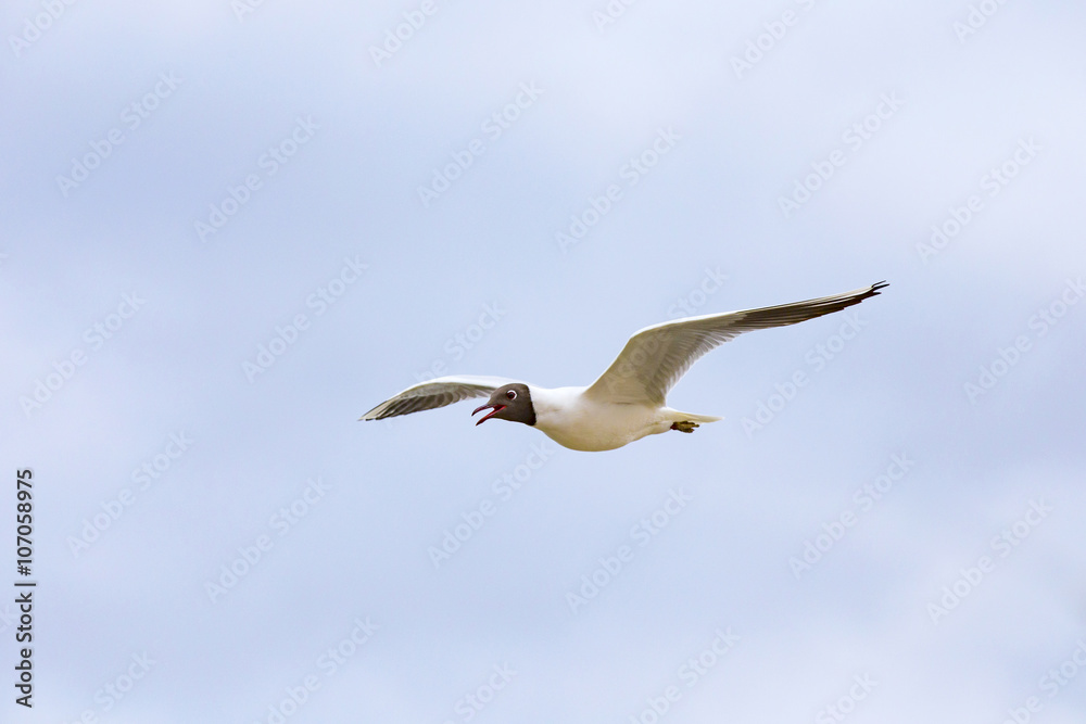 seagull flies at the coast